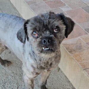 Taz - Mixed Breed available for adoption