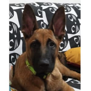 Thor - Malinois Mix available for adoption