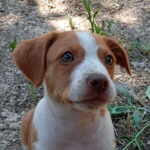 Tuca - Mixed Breed available for adoption