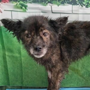 Zoe - Mixed Breed available for adoption