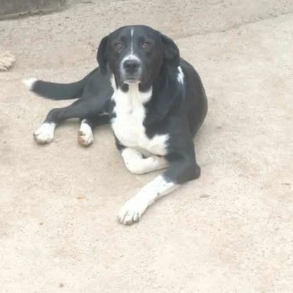 Charlie - Dog available for adoption