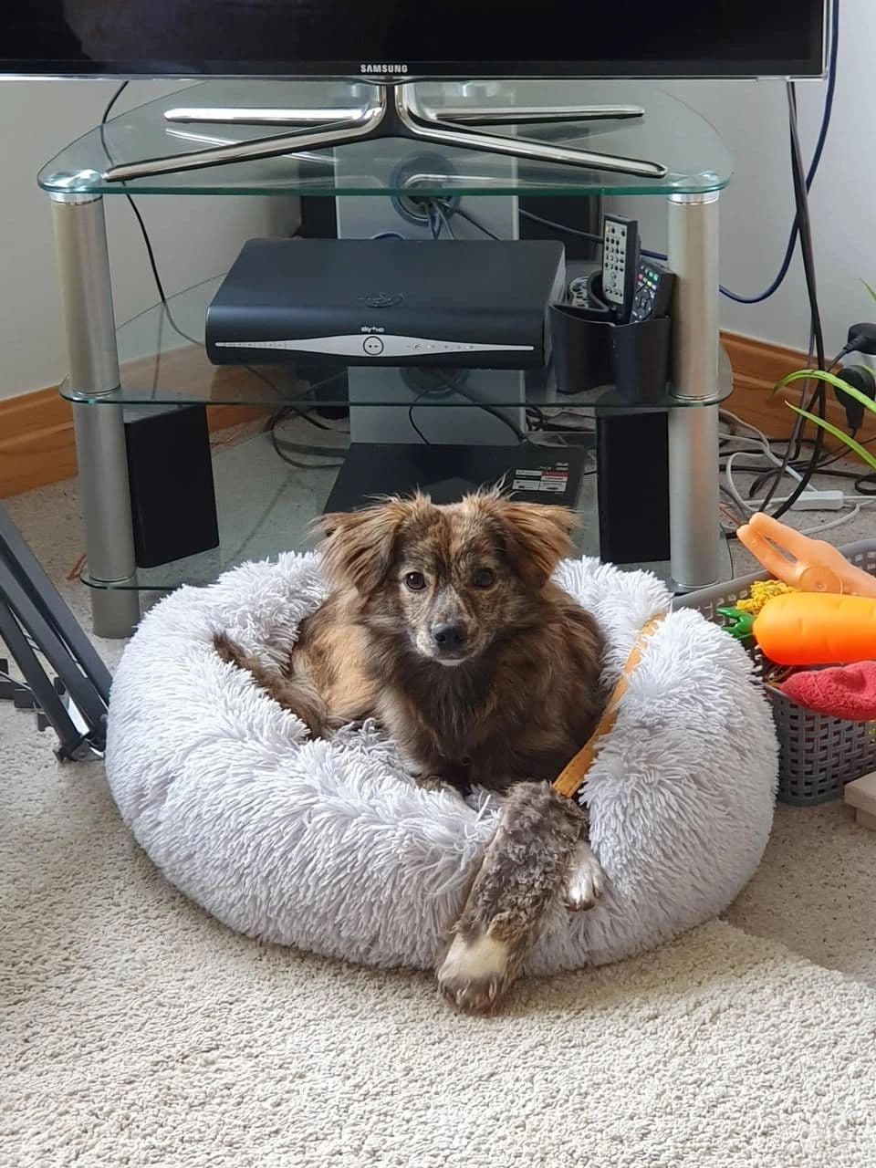 Poppy - Dog available for adoption