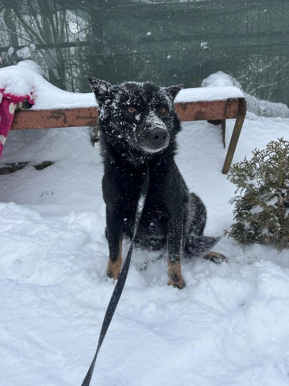 Gina - Dog available for adoption