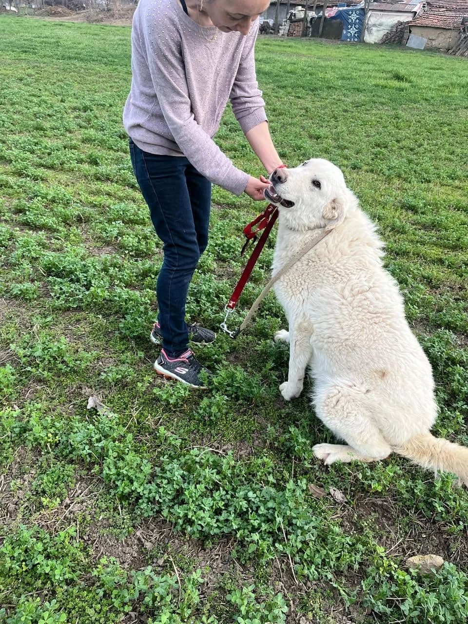 Jerry - Dog available for adoption