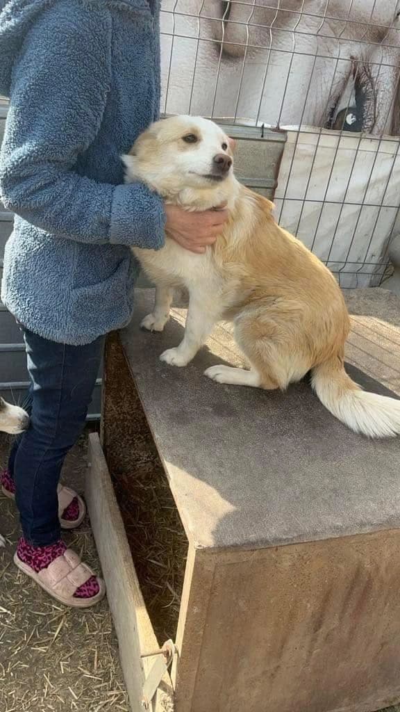 Sophie - Dog available for adoption