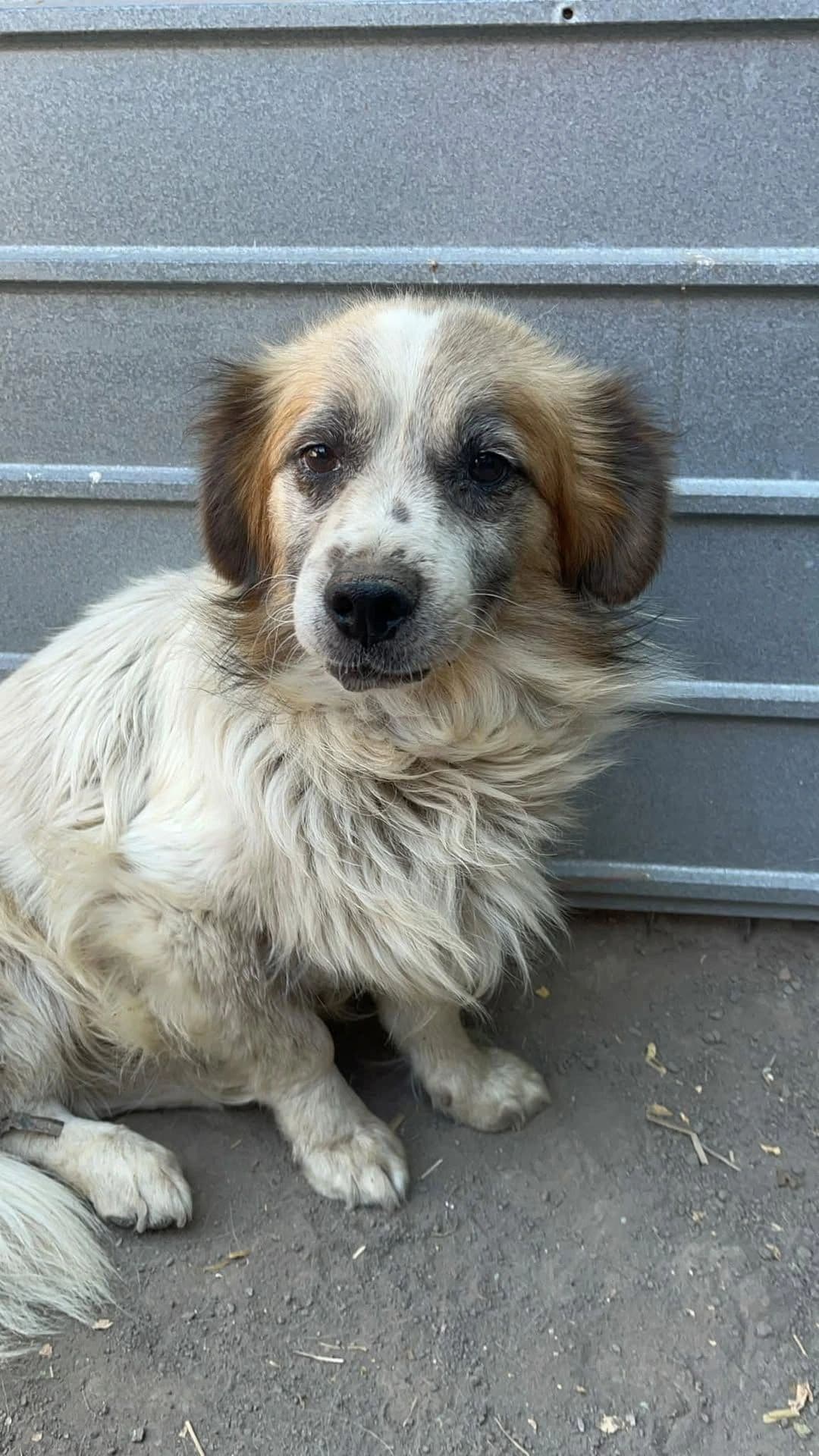 Bruno - Dog available for adoption