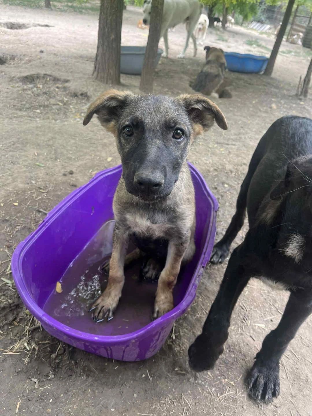 Alexa - Dog available for adoption