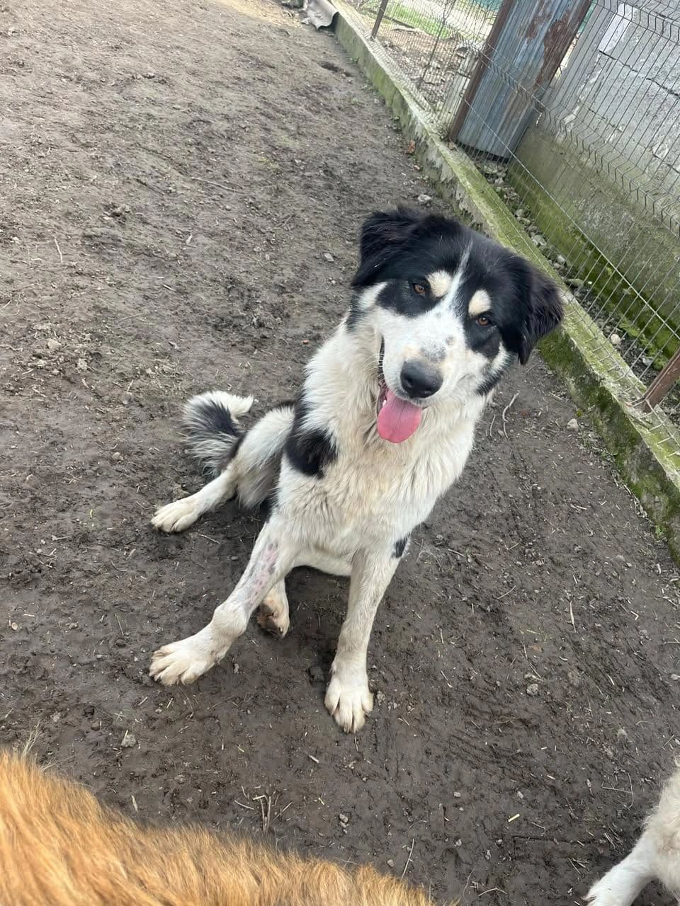 Leila - Dog available for adoption