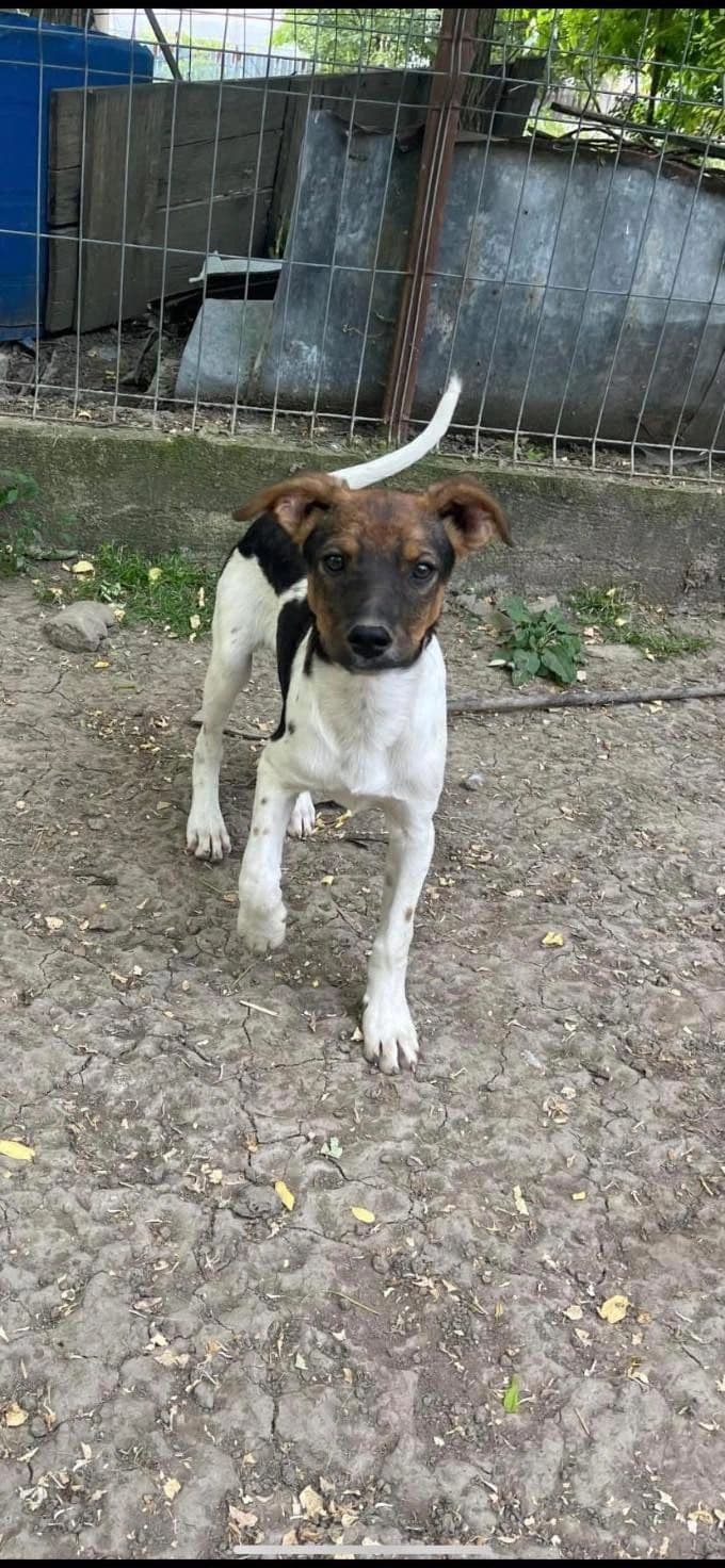 Danny - Dog available for adoption