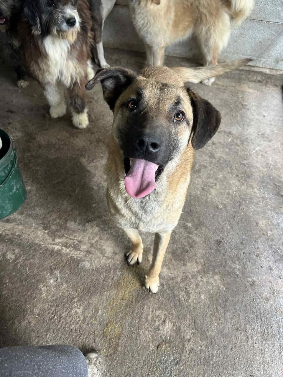 Deano - Dog available for adoption