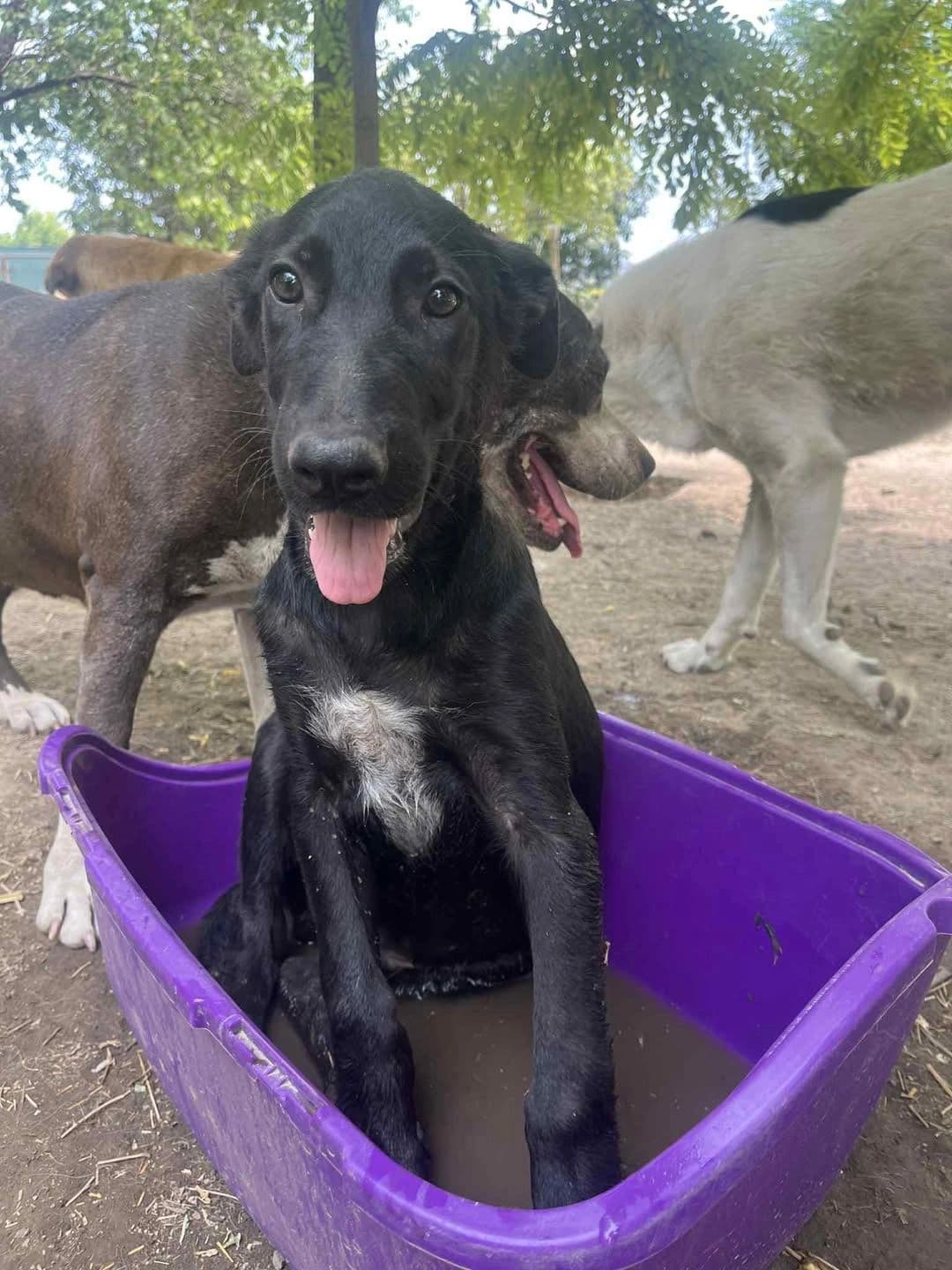 Matty - Dog available for adoption