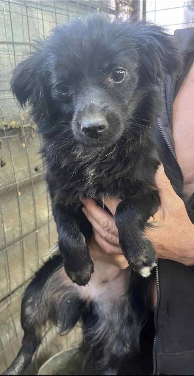 Nora - Dog available for adoption