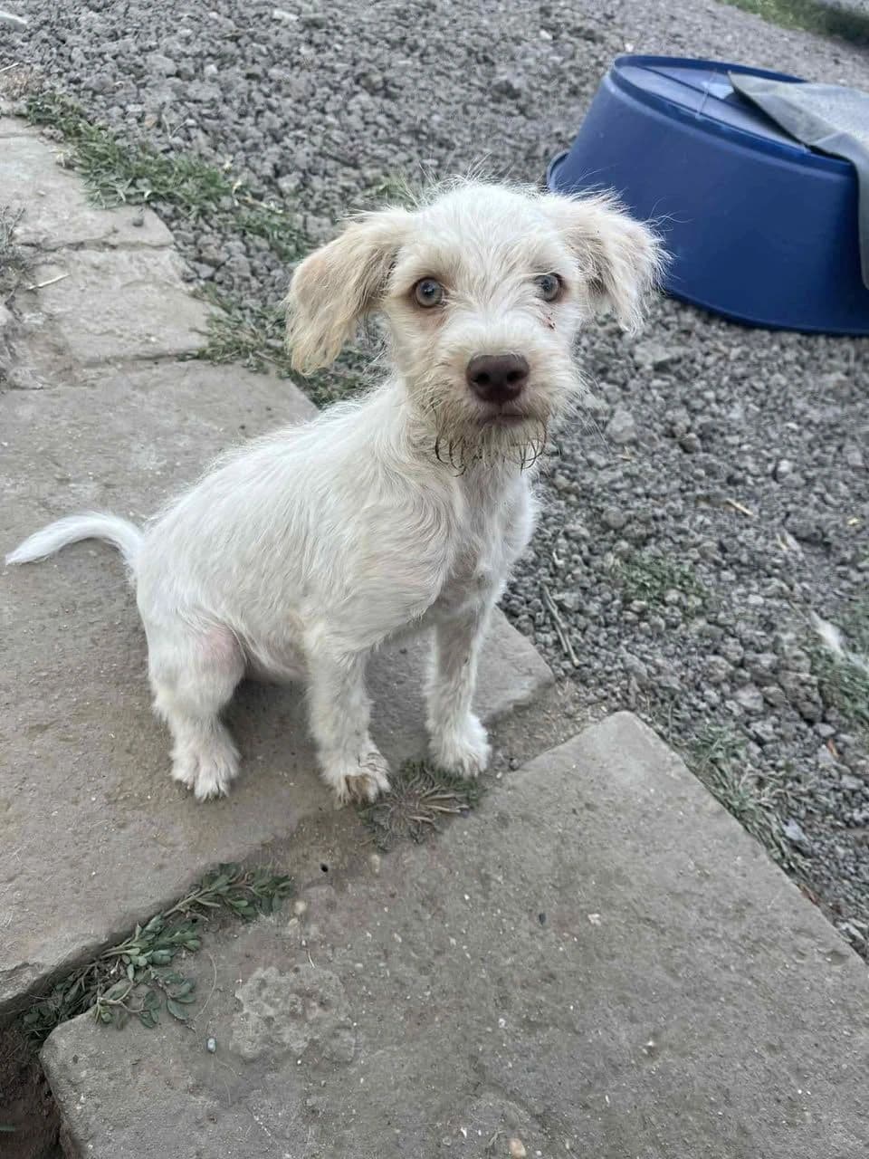 Candy - Dog available for adoption