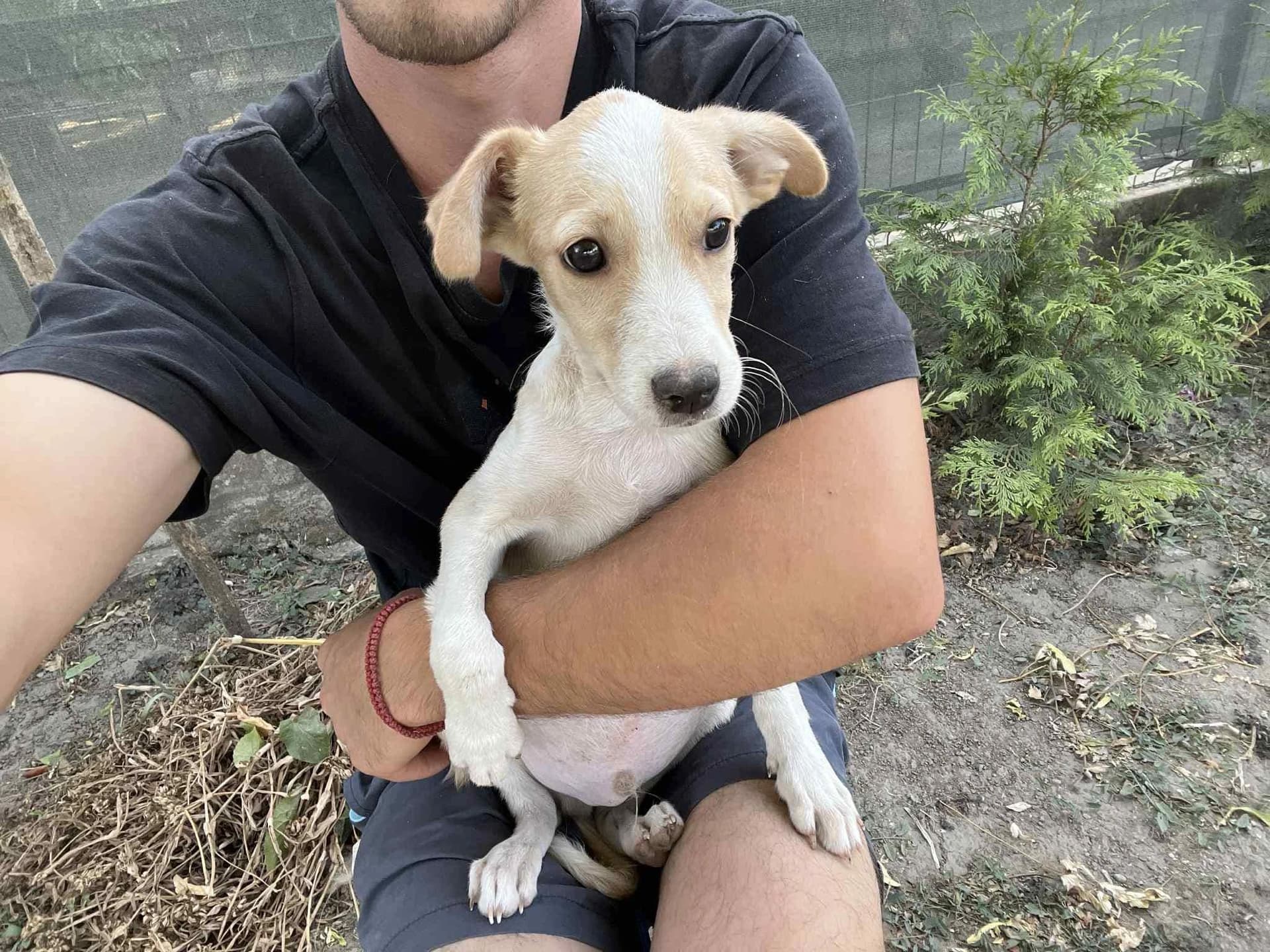 Flossie - Dog available for adoption