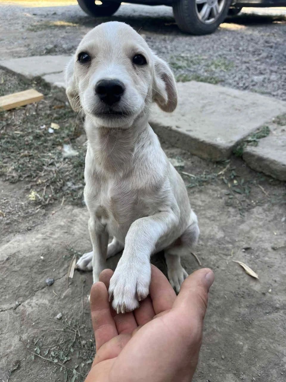 Leo - Dog available for adoption