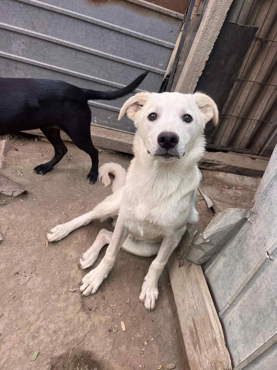 Indy - Dog available for adoption